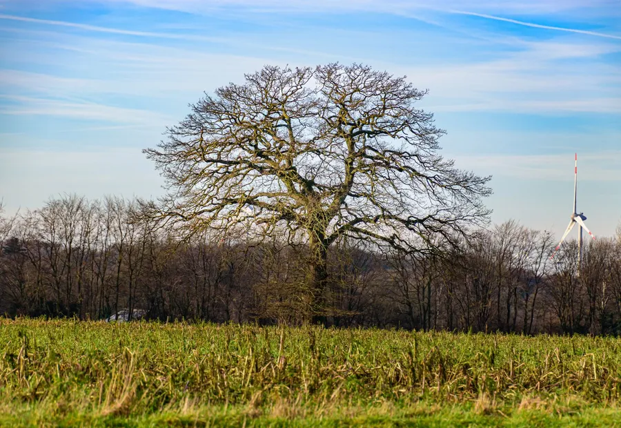 Solitärbaum am Feldrand